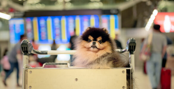 Viagem com pets: KAYAK revela desafios e oferece dicas
