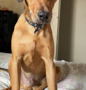 Falha em entrega leva à morte de cachorro