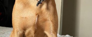 Falha em entrega leva à morte de cachorro