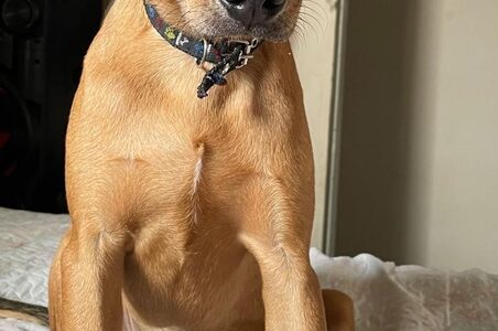 Falha em entrega leva à morte de cachorro