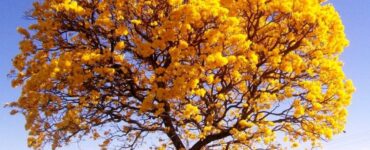 Dia da Árvore é comemorado em 21 de setembro