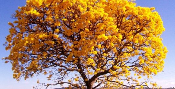 Dia da Árvore é comemorado em 21 de setembro