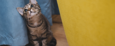 Veterinário online: quando buscar atendimento para o pet