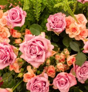 Festa de Flores e Morangos inicia nesta sexta