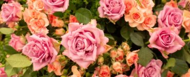Festa de Flores e Morangos inicia nesta sexta