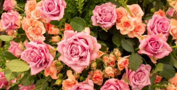 Festa de Flores e Morangos inicia nesta sexta