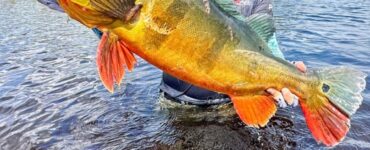 MLF anuncia entrada no Brasil em 2027