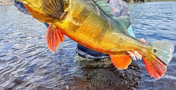 MLF anuncia entrada no Brasil em 2027