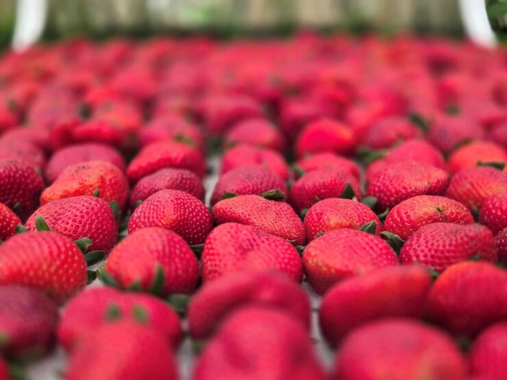 Sebrae participa da Festa de Flores e Morangos de Atibaia