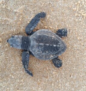 Indústria alagoana apoia conservação da fauna marinha