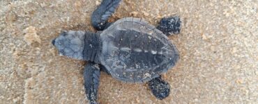 Indústria alagoana apoia conservação da fauna marinha