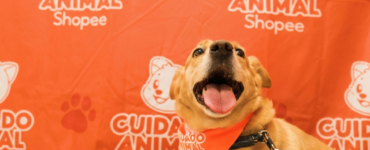 Shopee e Ampara Animal fazem mutirões gratuitos de saúde pet