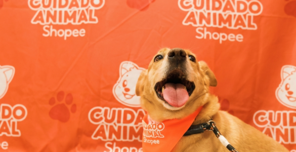 Shopee e Ampara Animal fazem mutirões gratuitos de saúde pet