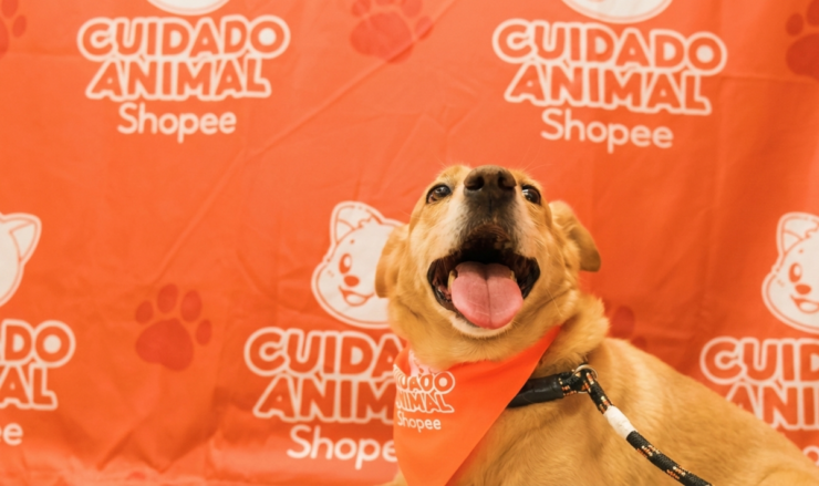 Shopee e Ampara Animal fazem mutirões gratuitos de saúde pet