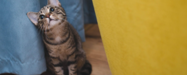 Veterinário online amplia acesso à orientação para pets