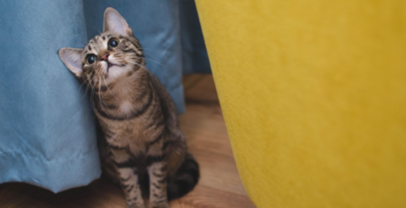 Veterinário online amplia acesso à orientação para pets