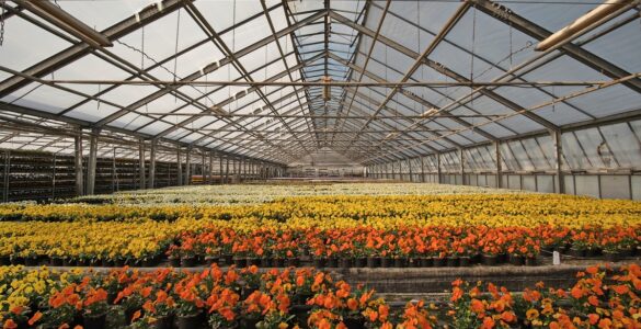 IA transforma o varejo de flores e otimiza operações