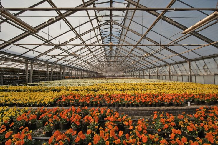 IA transforma o varejo de flores e otimiza operações